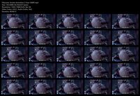 Free Image Hosting